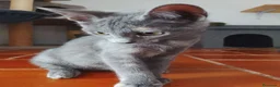 Europeo de Pelo Corto gatos en adopcion: Salvia en adopción  - Anuncio 6