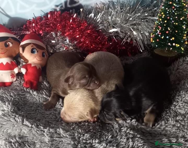 Chihuahua perros en venta: Cachorro de chihuahua enano  - Anuncio 3