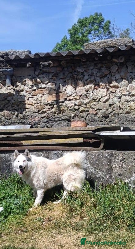 Laika de Siberia Occidental perros en venta: Laikas de Siberia - Anuncio 1