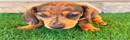 Teckel Miniatura perros en venta: Teckel miniatura merle choco - Anuncio 7