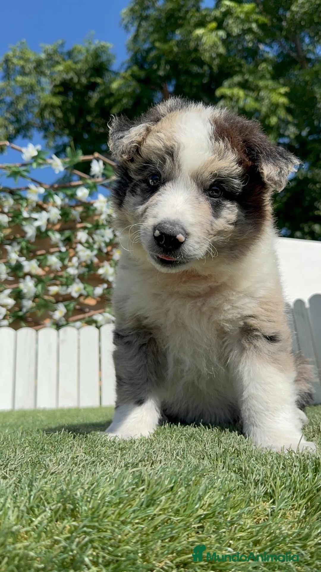 Border Collie perros en venta: BORDER COLLIE 🎀 - Anuncio 15