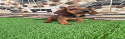 Teckel Miniatura perros en venta: TECKEL MINI - Anuncio 1