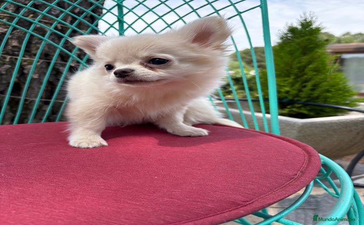 Chihuahua perros - Propaganda 3