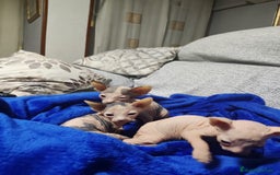 Sphynx gatos en venta: gatos sphynx - Anuncio 6