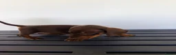 Teckel Miniatura perros en venta: TECKEL MINIATURA MACHO - Anuncio 5