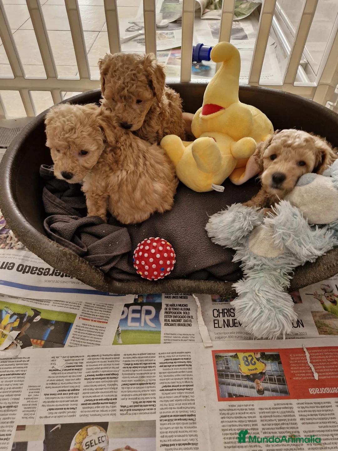 Caniche Toy perros en venta: Caniches preciosos  en Barcelona - Anuncio 5