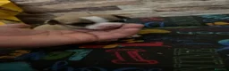 Chihuahua perros en venta: Chihuahua toy  - Anuncio 2