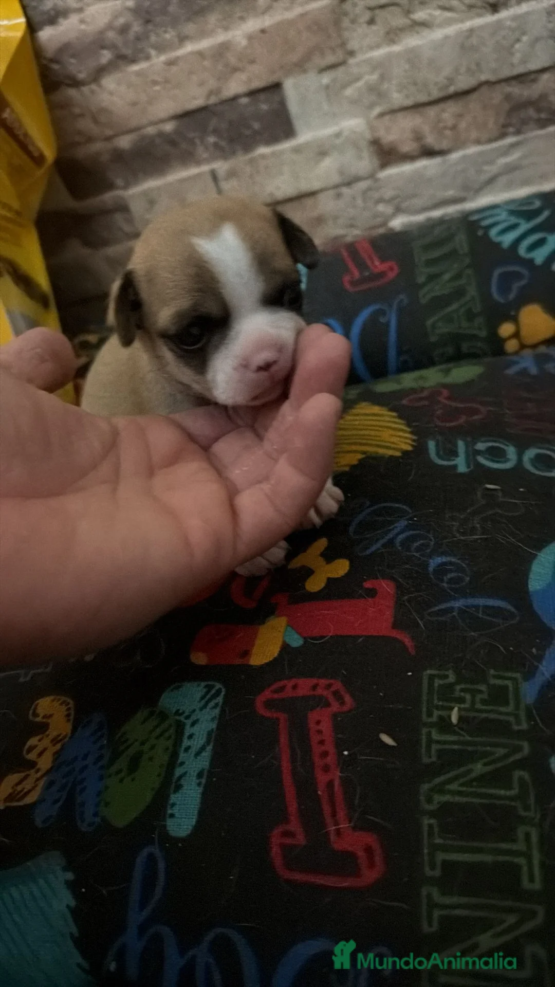 Chihuahua perros en venta: Chihuahua toy  - Anuncio 2