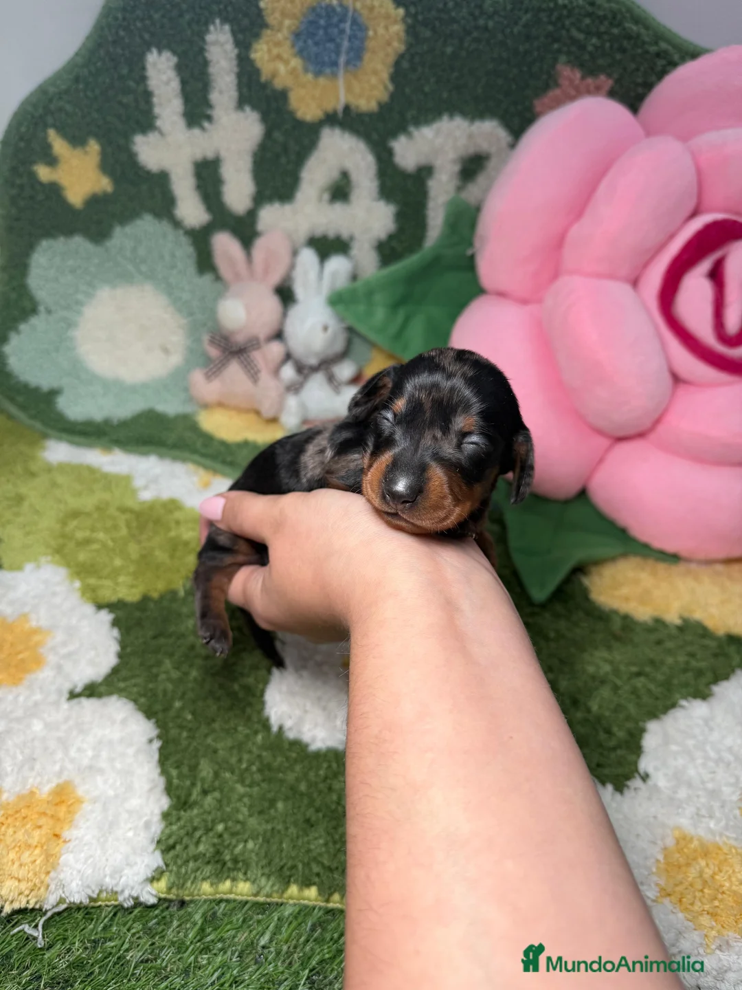 Teckel Miniatura perros en venta: Teckel Kaninchen arlequin plata hembra  - Anuncio 2