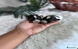 Yorkshire Terrier perros en venta: YORKSHIRE BIEWER - Anuncio 3