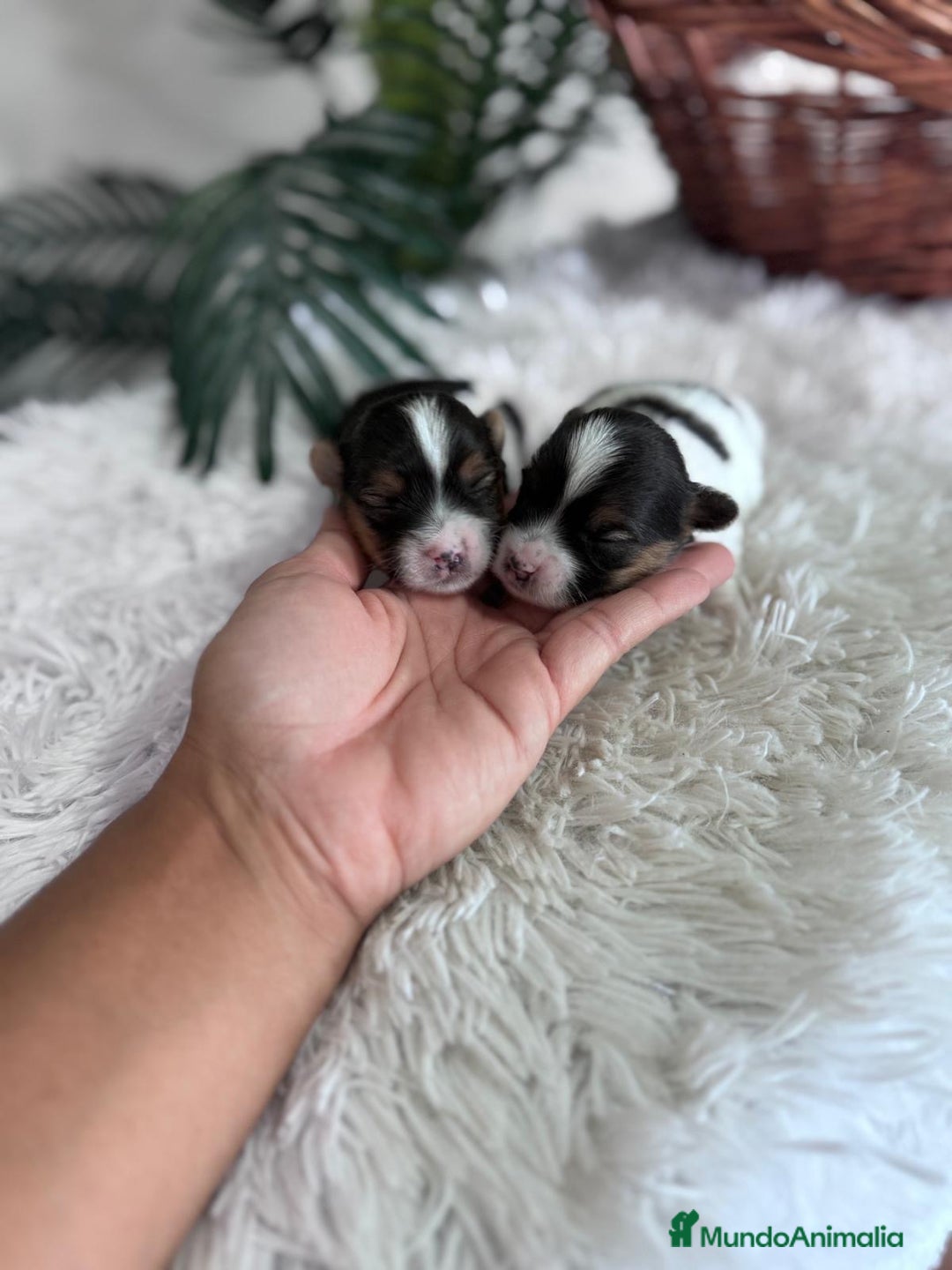 Yorkshire Terrier perros en venta: YORKSHIRE BIEWER - Anuncio 3