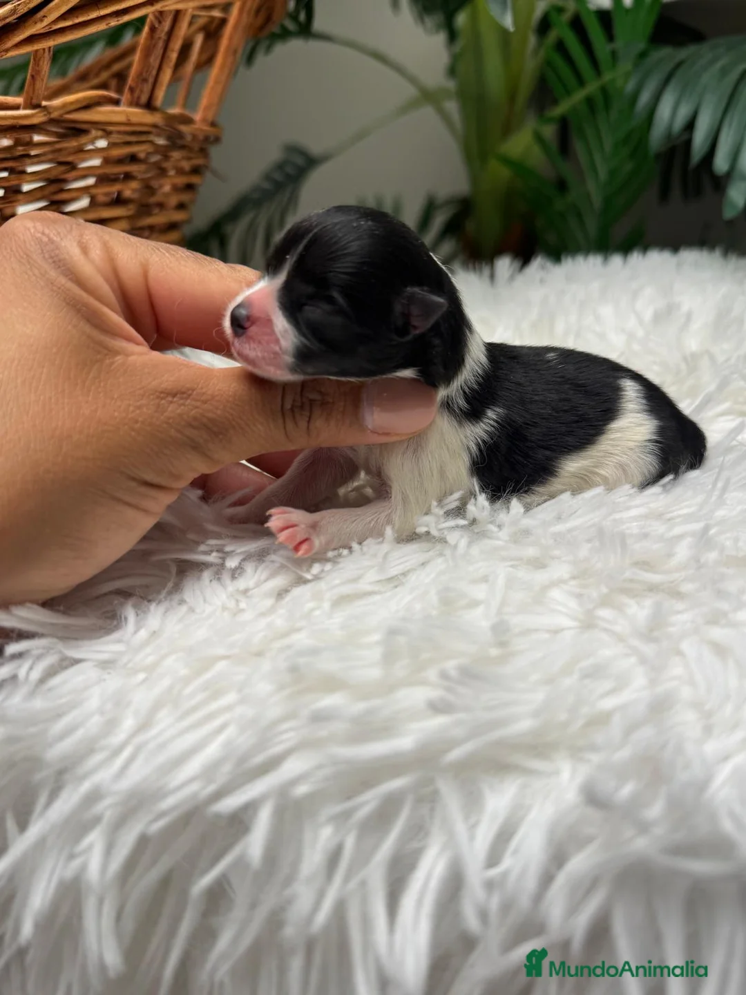 Pomerania perros en venta: POMERANIA HEMBRA - Anuncio 1