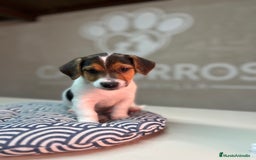 Jack Russell Terrier perros en venta: Jack Russell  - Anuncio 1