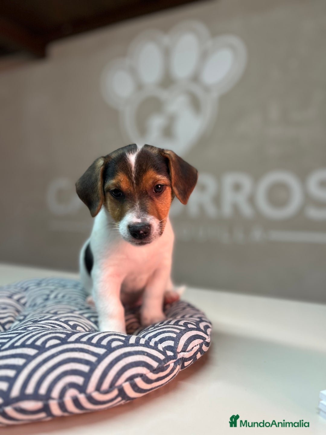 Jack Russell Terrier perros en venta: Jack Russell  - Anuncio 1