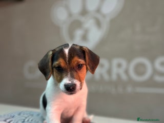 Jack Russell Terrier perros Jack Russell - Anuncio 1