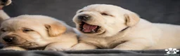 Labrador Retriever perros en venta: Cachorros de labrador retriever  - Anuncio 9