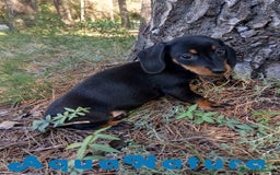 Teckel Miniatura perros en venta:  Teckel Hembra de Tiana y Tilo 4487 AQUANATURA - Imagen 6