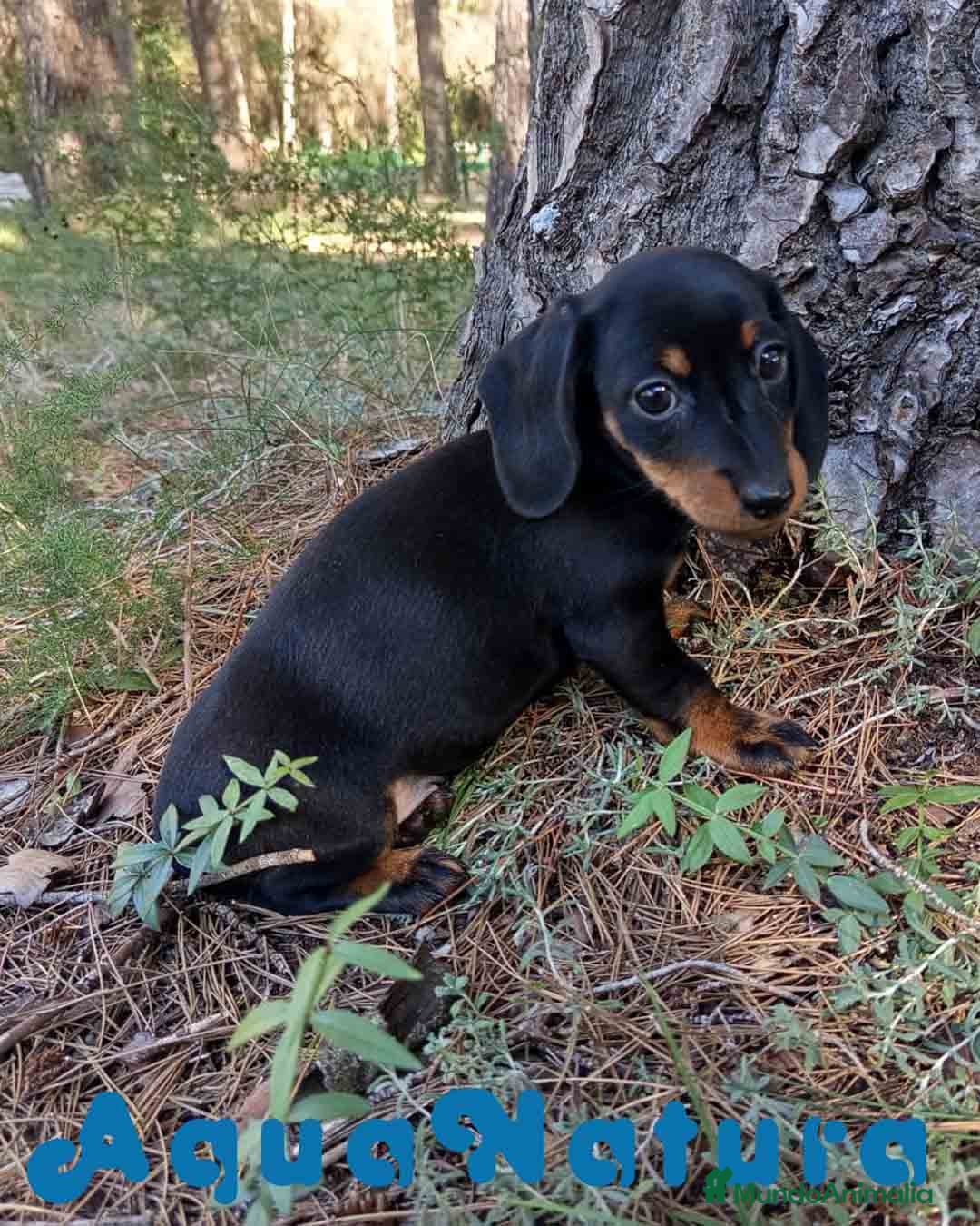 Teckel Miniatura perros en venta:  Teckel Hembra de Tiana y Tilo 4487 AQUANATURA - Imagen 6