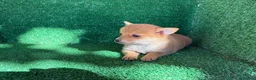 Chihuahua perros en venta: chihuahua - Anuncio 8