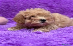 Maltipoo perros en venta: Maltipoo - Imagen 1