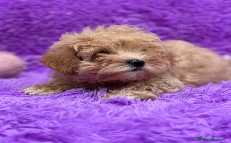 Maltipoo perros - Propaganda 13