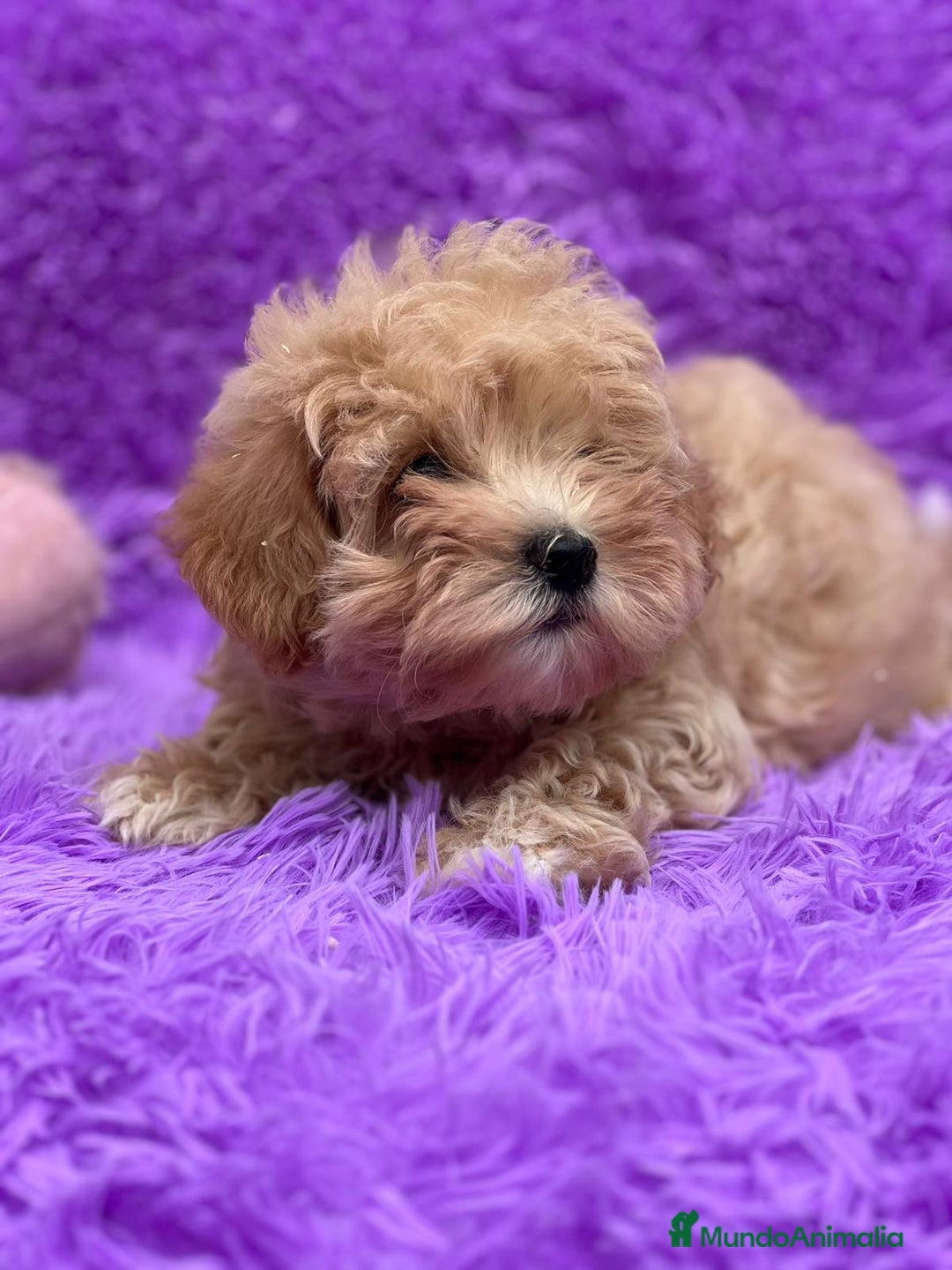 Maltipoo perros en venta: Maltipoo - Imagen 1