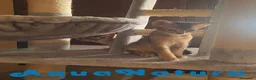 Abisinio gatos en venta: Camada gatitos Abisinio AQUANATURA - Anuncio 3