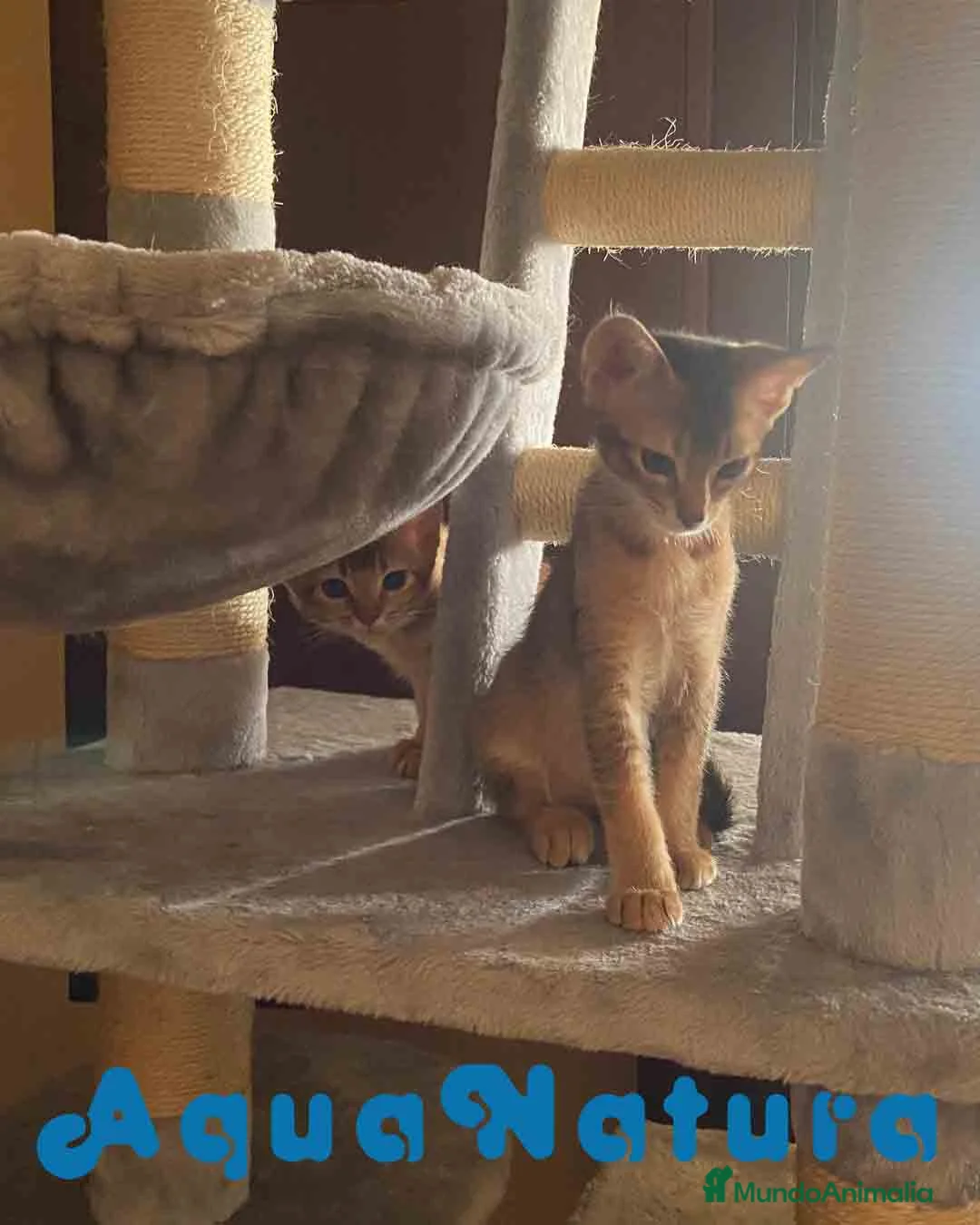 Abisinio gatos en venta: Camada gatitos Abisinio AQUANATURA - Anuncio 3