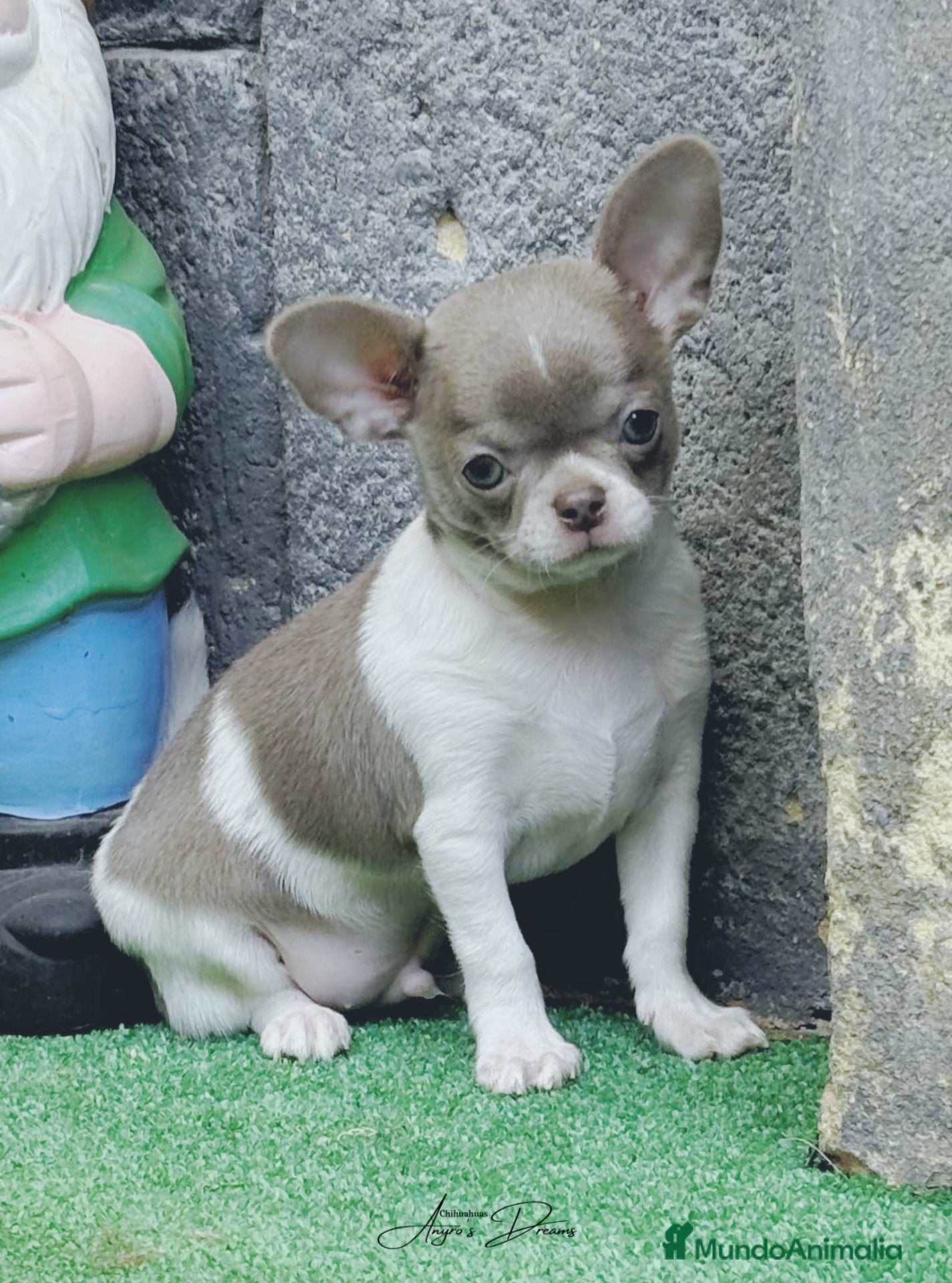 Chihuahua perros Chihuahua  - Anuncio 1