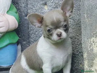 Chihuahua perros Chihuahua - Anuncio 1