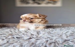Chihuahua perros en venta: CHIHUAHUA PELO LARGO DISPONIBLE - Imagen 4