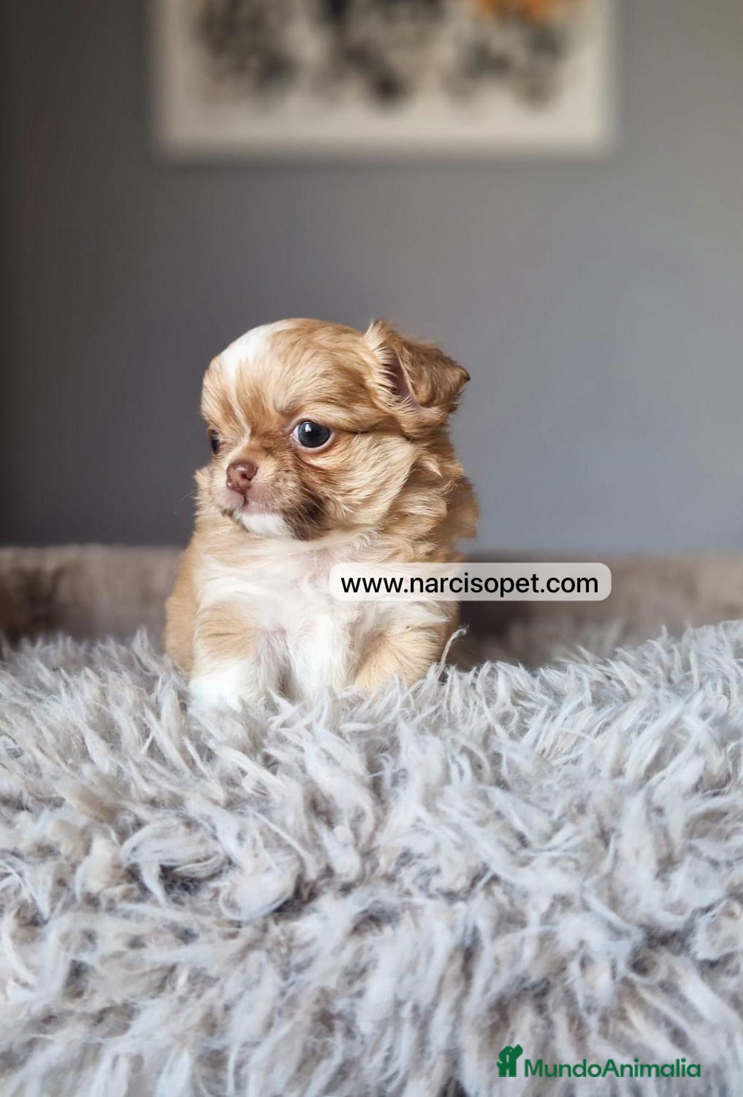 Chihuahua perros en venta: CHIHUAHUA PELO LARGO DISPONIBLE - Imagen 4