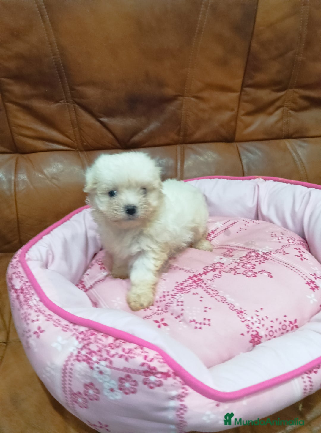 Bichón Maltés perros en venta: BICHON MALTES - Anuncio 7