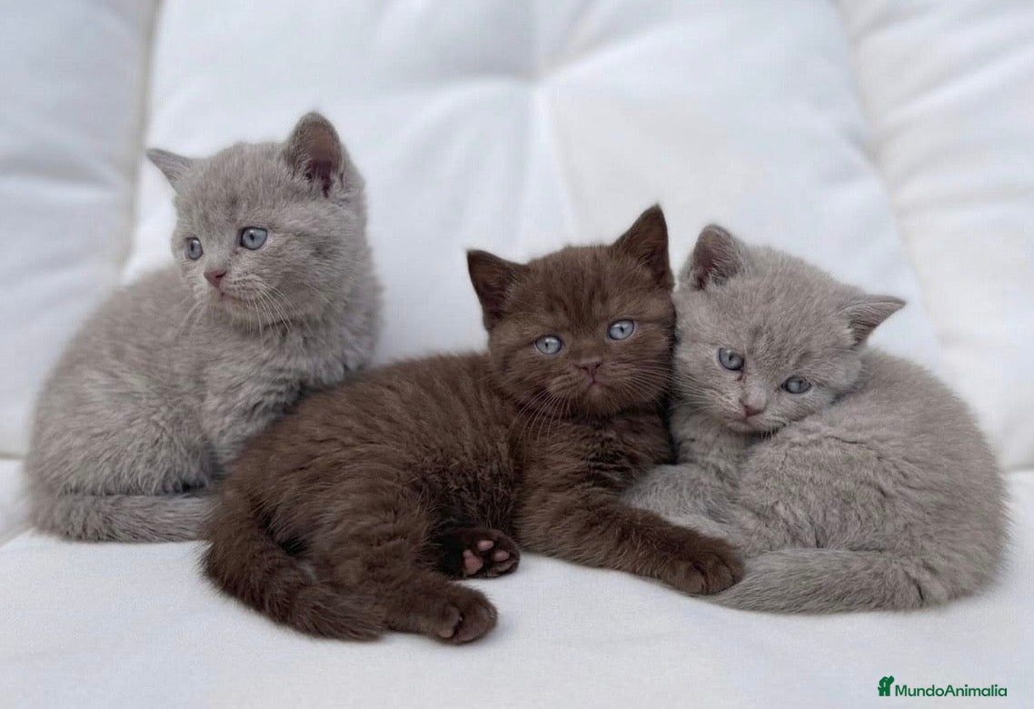 Británico de Pelo Corto gatos PRECIOSO BRITISH SHORTHAIR LILAC  - Anuncio 1