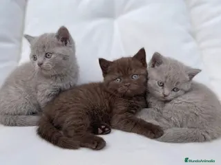 Británico de Pelo Corto gatos PRECIOSO BRITISH SHORTHAIR LILAC - Anuncio 1