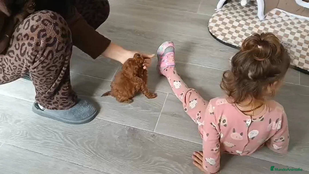 Caniche Toy perros en venta: CANICHE MACHITO TOY CHIQUITÍN  - Anuncio 1