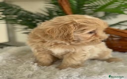 Maltipoo perros en venta: MALTIPOO - Imagen 5