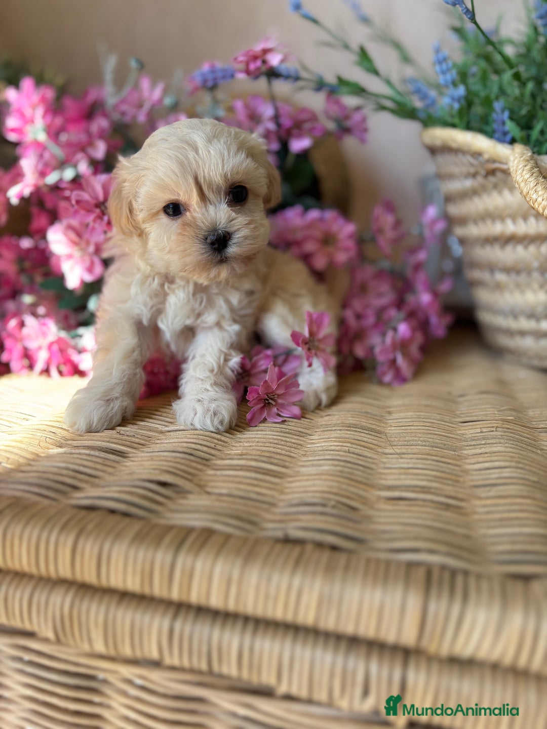 Maltipoo perros en venta: Maltipoo toy hembra (entrega en diciembre) - Imagen 1