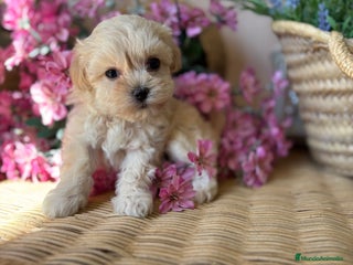 Maltipoo perros - Anuncio 34