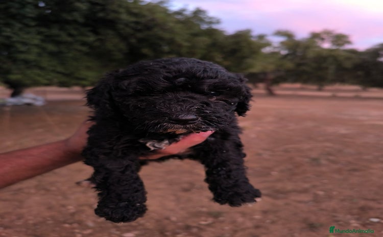 Perro de Agua Español perros - Anuncio 1