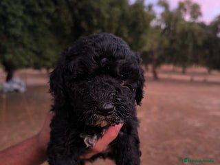 Perro de Agua Español perros - Anuncio 7