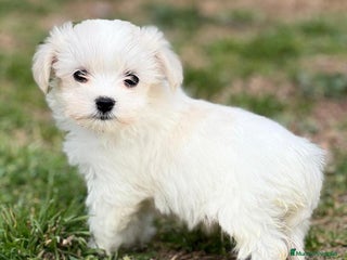 Bichón Maltés perros en Barcelona - Anuncio 16