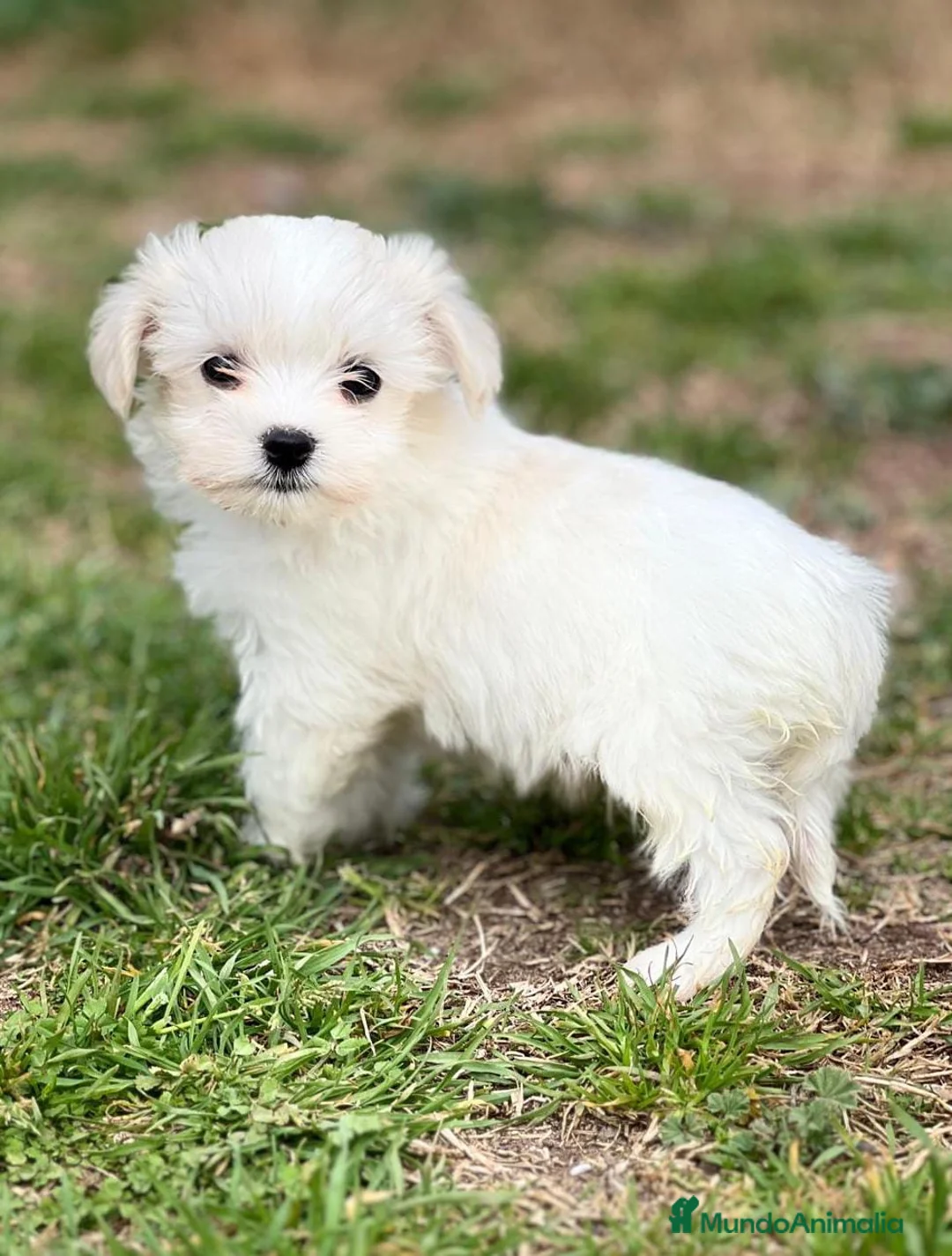 Bichón Maltés perros en venta: BICHÓN MALTES MACHO DISPONIBLE en Barcelona - Anuncio 1