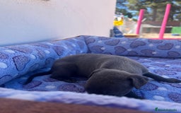 Whippet perros en venta: Whippet blue  - Imagen 19