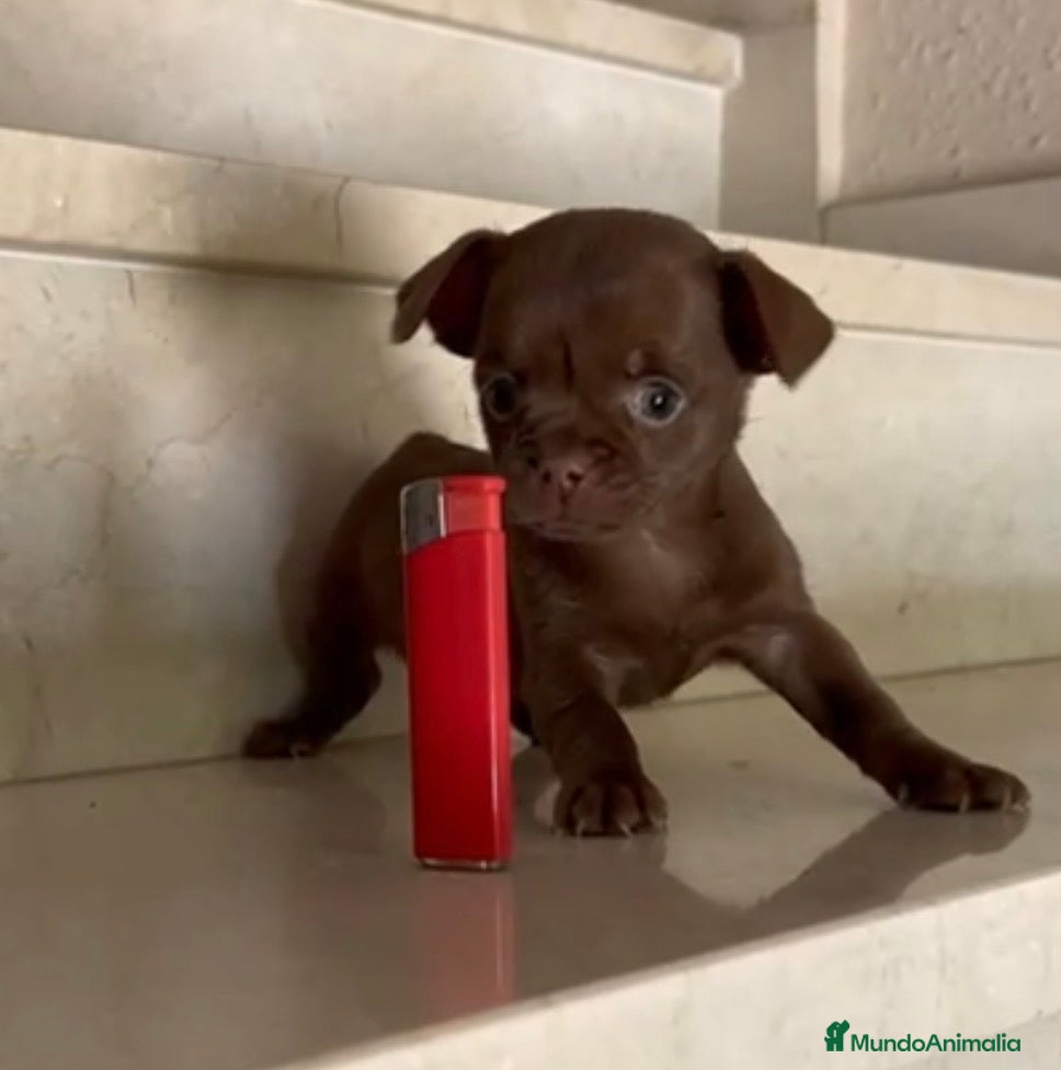 Chihuahua perros Chihuhua - Anuncio 3