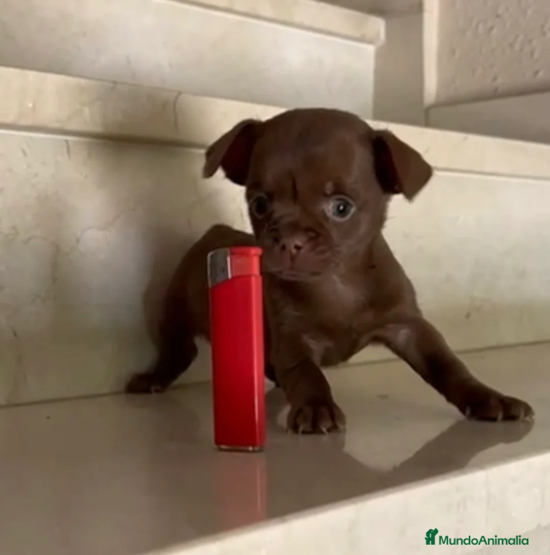 Chihuahua perros en venta: Chihuhua - Anuncio 1