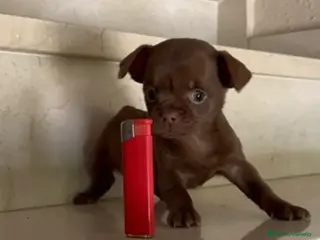 Chihuahua perros Chihuhua - Anuncio 4