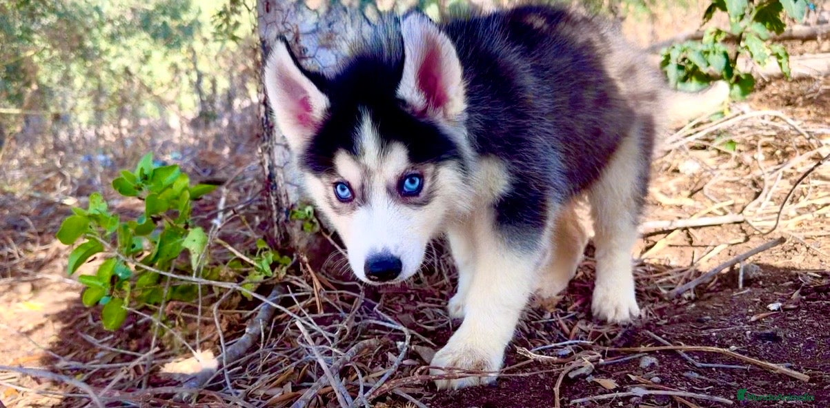 Husky Siberiano perros Husky siberiano  - Anuncio 3