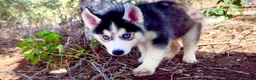 Husky Siberiano perros en venta: Husky siberiano  - Anuncio 1