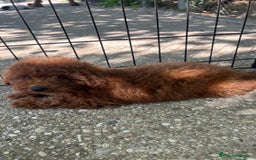 Caniche Toy perros en venta: Caniche toy  - Imagen 8